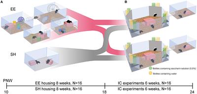 Environmental enrichment improves hippocampus-dependent spatial learning in female C57BL/6 mice in novel IntelliCage sweet reward-based behavioral tests